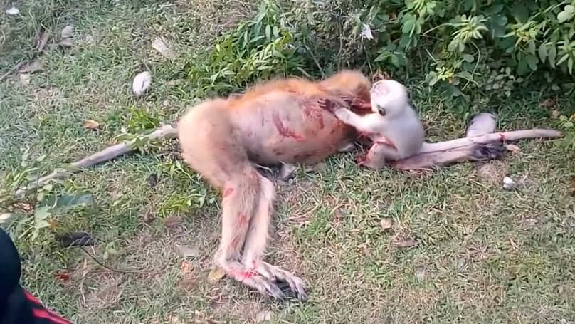 Heartbreaking Video Shows Baby Monkey Refusing To Leave Dead Mum's Side -  LADbible