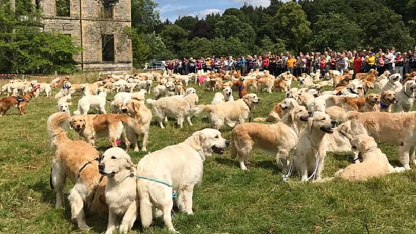 361 Golden Retrievers Met Up In Scotland And Had The Most Amazing Day -  LADbible