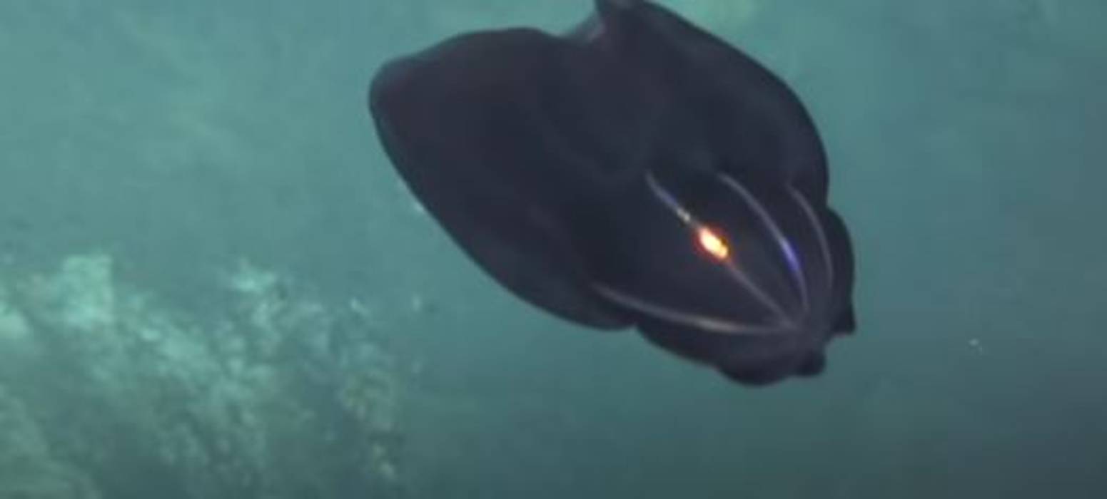 Creature Transforms Itself 3 700 Feet Deep In The Ocean