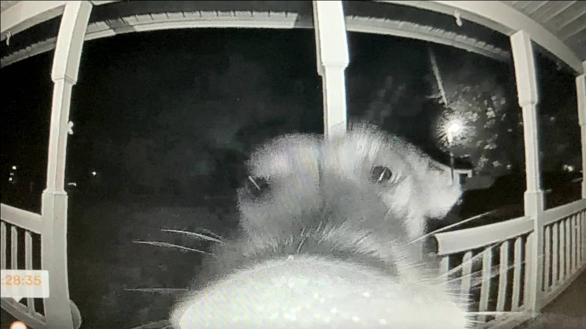 animals caught on ring doorbell