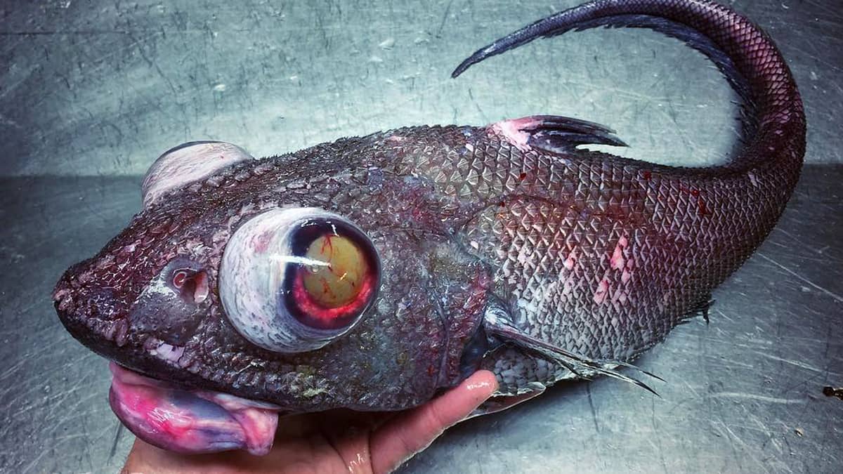 Pescador de aguas profundas documenta las criaturas 'parecidas a extraterrestres' que atrapa