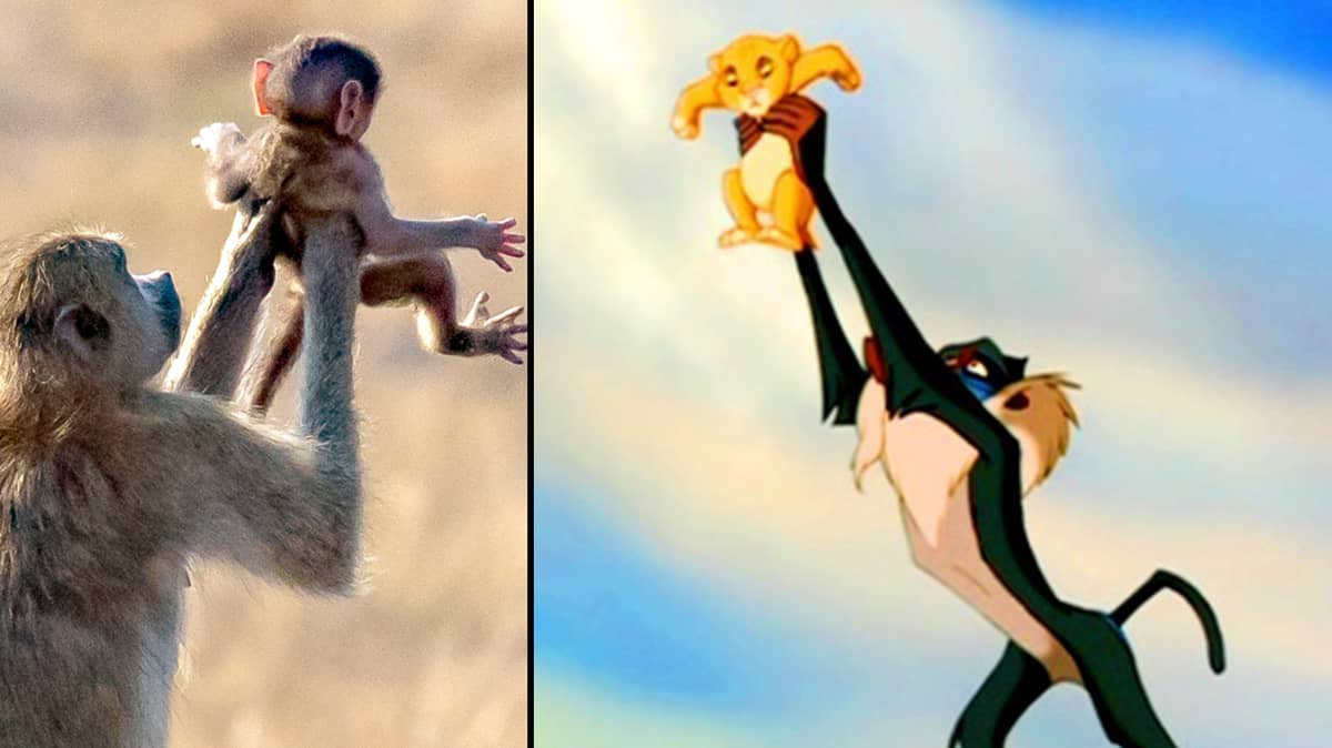 Monkeys Snapped Recreating Iconic The Lion King Scene Ladbible