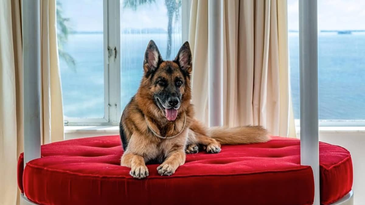 Mansion Belonging To World's Richest Dog Goes On The Market For $32M