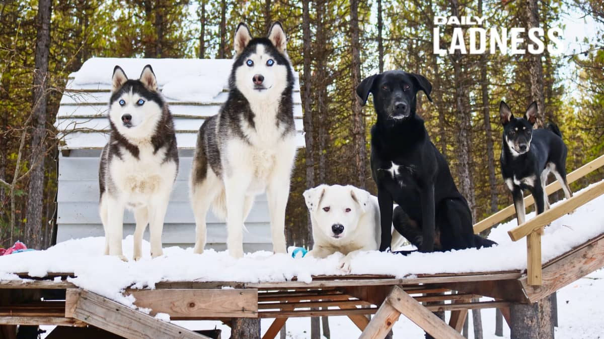 Dog palace питомник. Дворь собака. Дворец для собак. Дворь собака красивая.