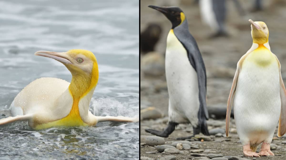 First Ever Yellow Penguin Spotted By Photographer Ladbible