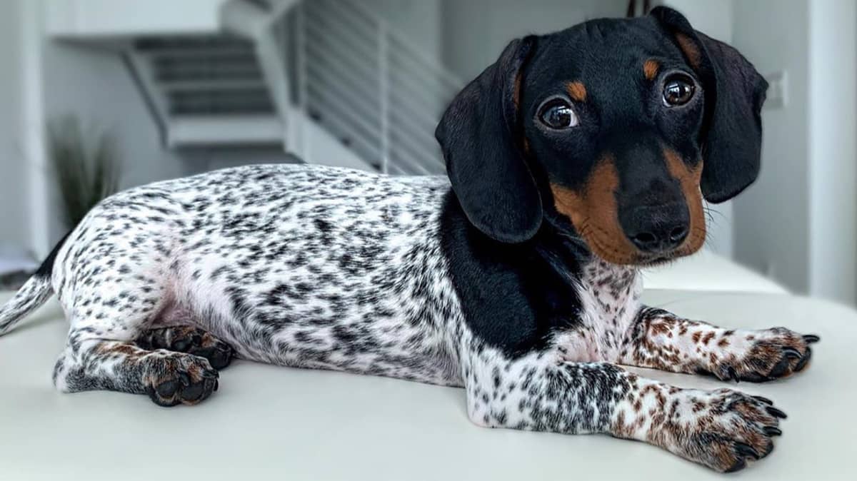 Dachshund Puppy Looks Like Mini Dalmatian Or Cow Due To Piebald Fur ...