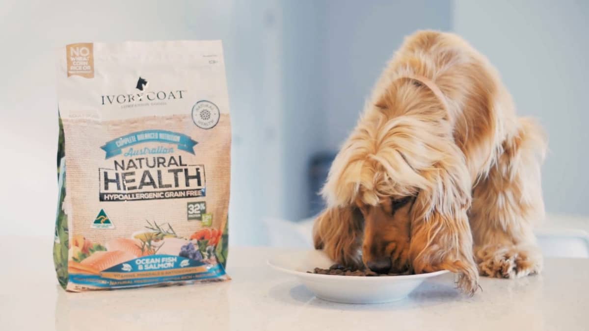 Australian Pet Food Company Is Looking For Dogs For Its New Commercial