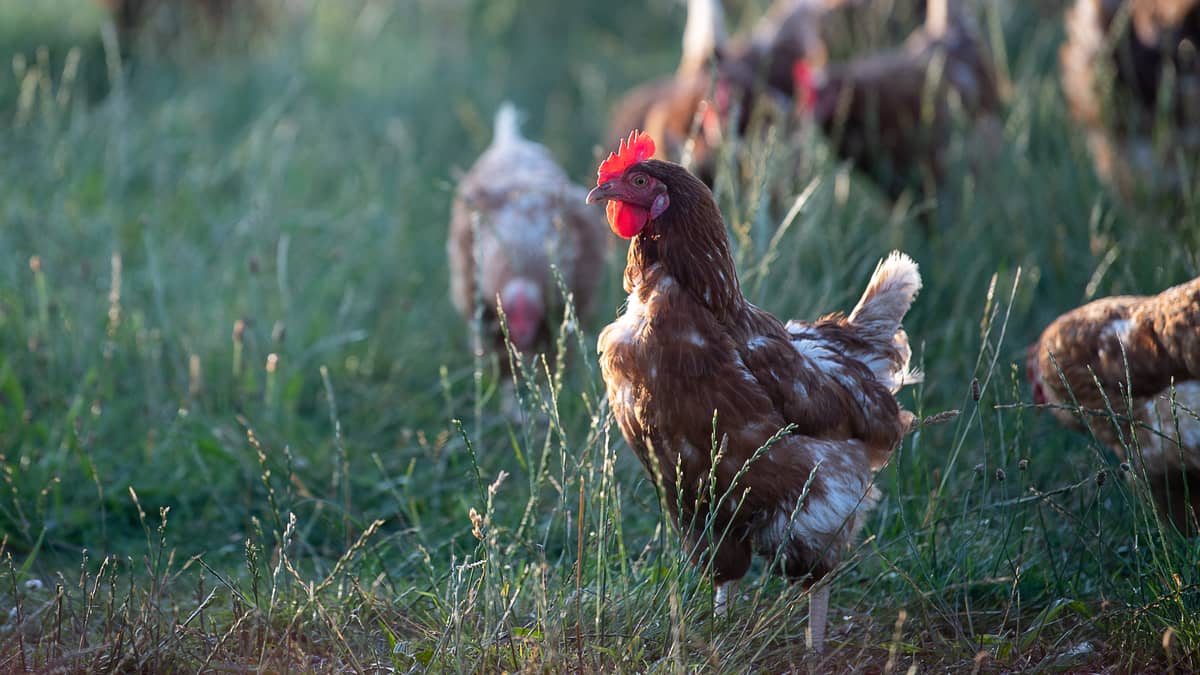 Man Pleads Guilty To Having Sex With Chickens While Wife Filmed It Ladbible 0276