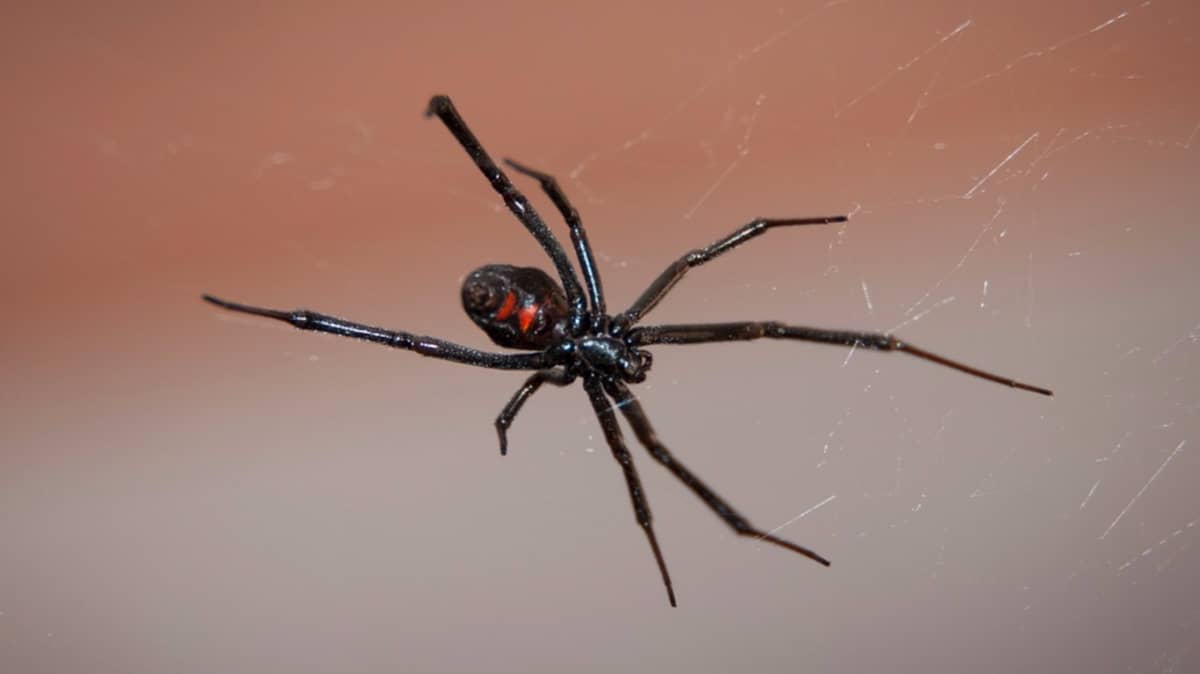 This Is What Happens When You’re Bitten By A Black Widow Spider - LADbible