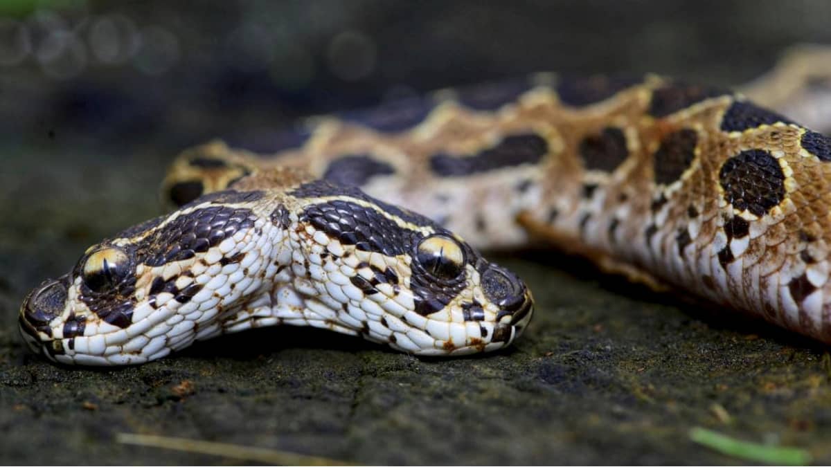 Also some Snakes that are can look very similar to poisonous Snakes