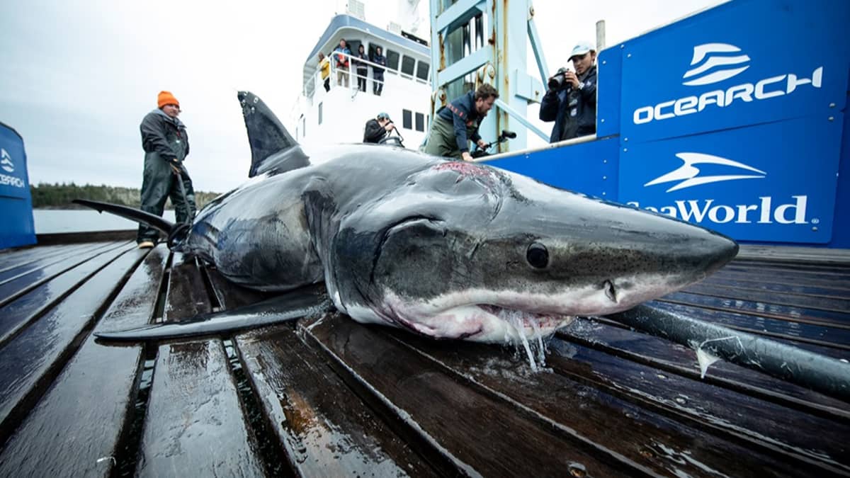 Huge 13 Foot Great White Shark Found With Bite Marks From Even Bigger Predator Ladbible