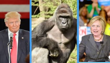 Latest Harambe News and Stories | LADbible