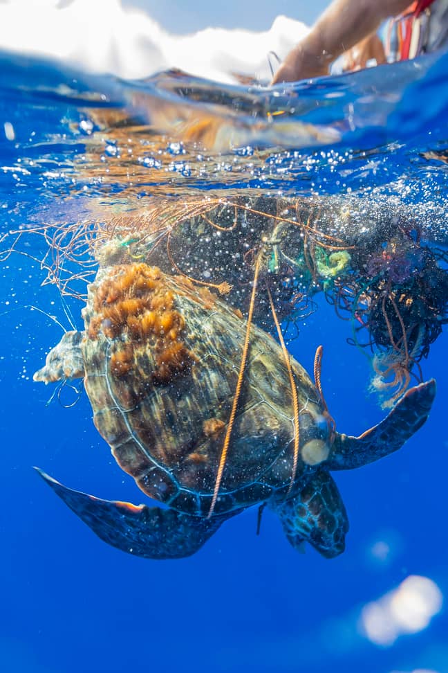 The turtle was trapped in the fishing net. Credit: Storytrender