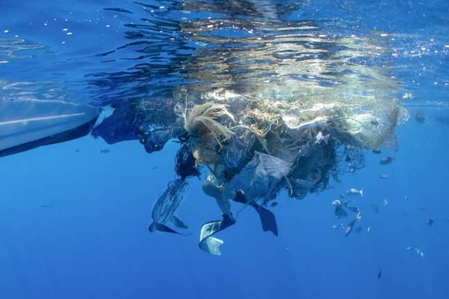 Theresa Guise took pictures of her fellow divers coming to the rescue of a turtle. Credit: Storytrender