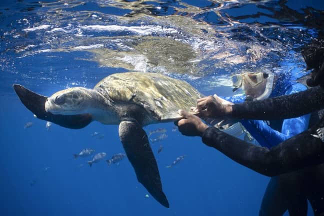 Peter de Maagt and Alex Mustard rescued the turtle. Credit: Storytrender