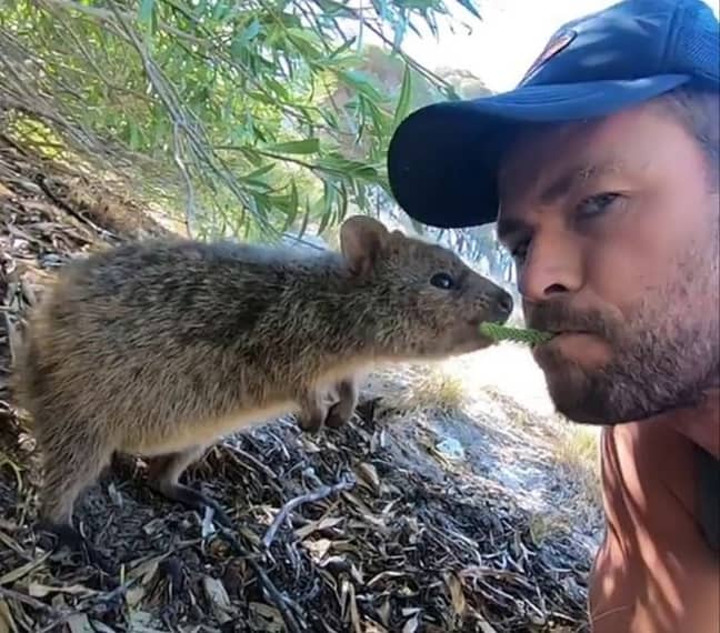 Chris Hemsworth Snaps Selfie With Quokka Before Feeding It From His Mouth -  LADbible