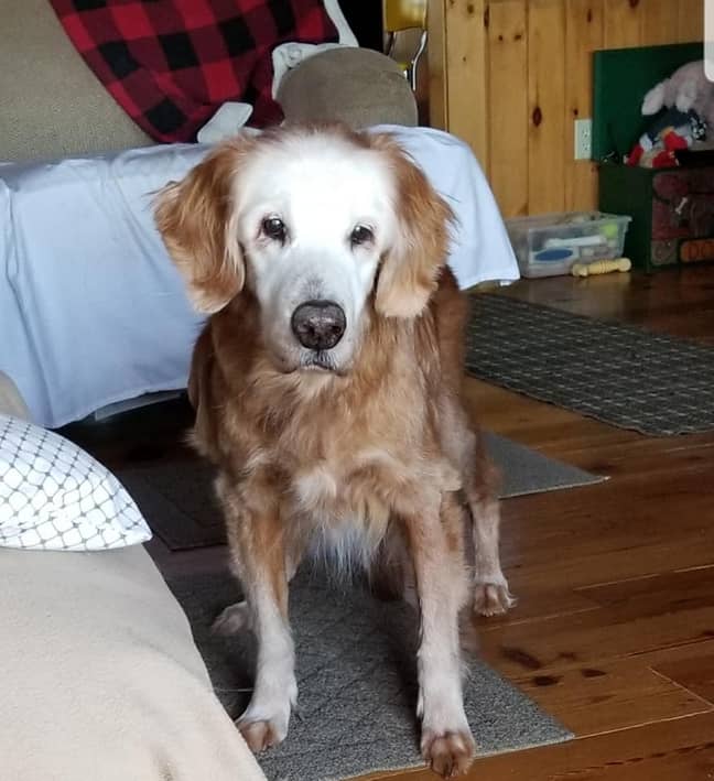 World's Oldest Golden Retriever Celebrates Her 20th Birthday - LADbible