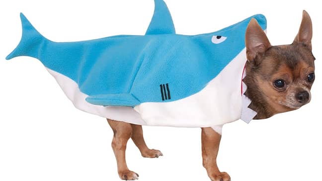 This Costume Will Turn Your Dog Into Your Very Own Baby Shark Ladbible