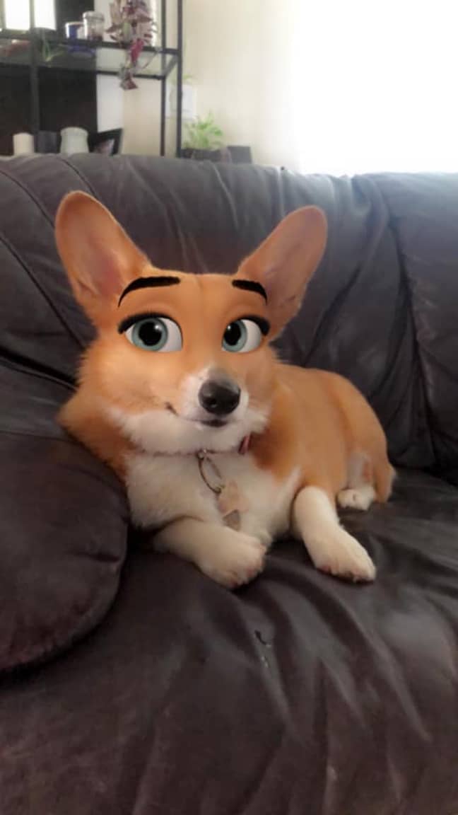 New Snapchat Filter Makes Your Dog Look Like A Disney Character Ladbible