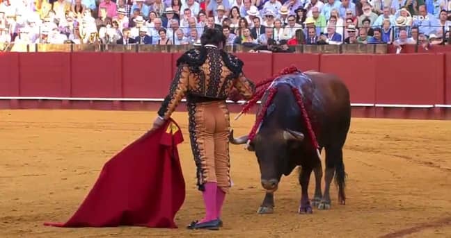 Matador Wipes Blood From Bull S Face Before Killing It Ladbible