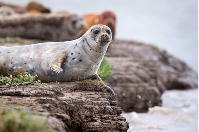 Wildlife Returns To The Thames 60 Years After It Was Declared Dead