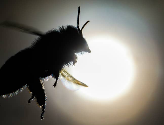 Swarms Of Bloodsucking Flies That Leave Huge Blisters Set To Cause