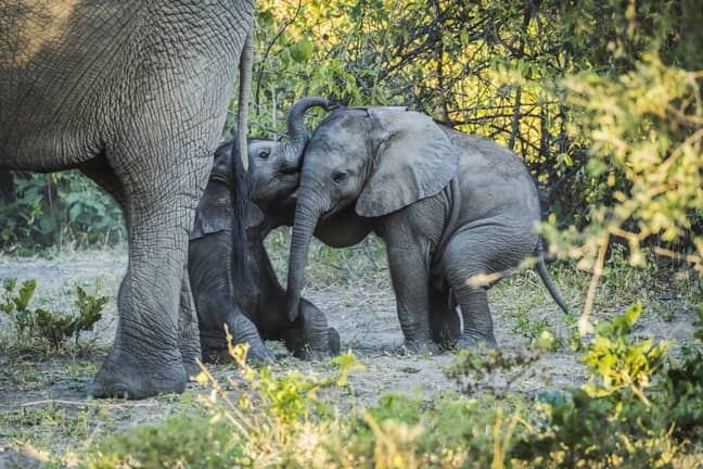 Hundreds Of Elephants Mysteriously Found Dead In Botswana Ladbible