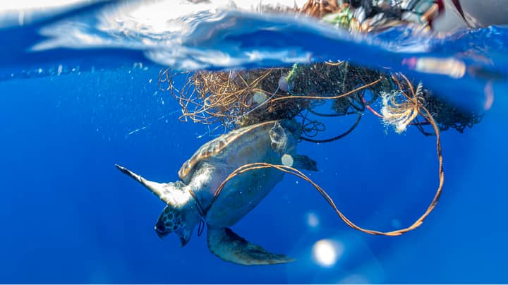 Shocking Photos Show Loggerhead Sea Turtle Stuck In Dumped Fishing Net