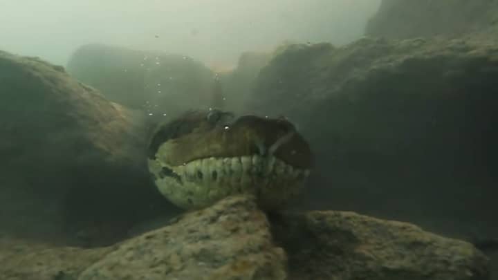 Diver Comes Face-To-Face With Giant Seven-Metre-Long Anaconda - LADbible