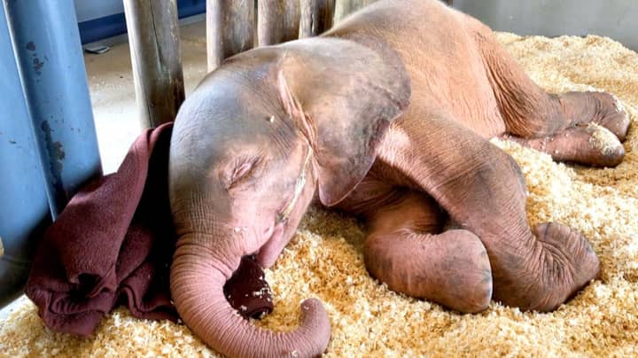 Albino Elephant Calf Rescued After Being Trapped In Snare For Four Day -  LADbible