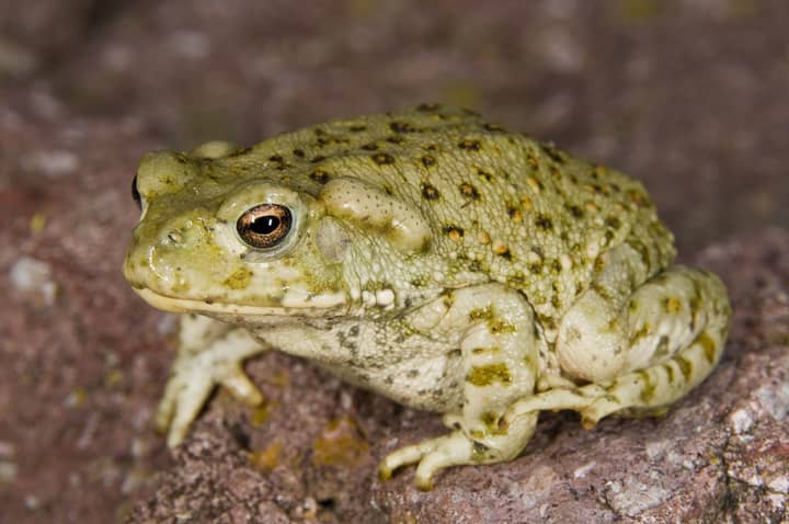 720px x 478px - Porn Star Held By Police After Man Dies From Inhaling Poisonous Toad Fumes  - LADbible