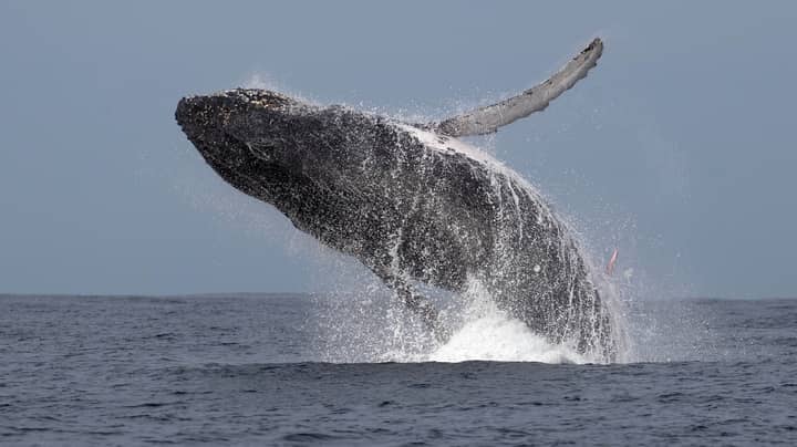 Photographer Captures Rare Moment Humpback Whale Displays 10ft Penis ...