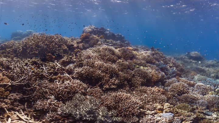 Great Barrier Reef Authority Stands Up to the Australian Government On ...