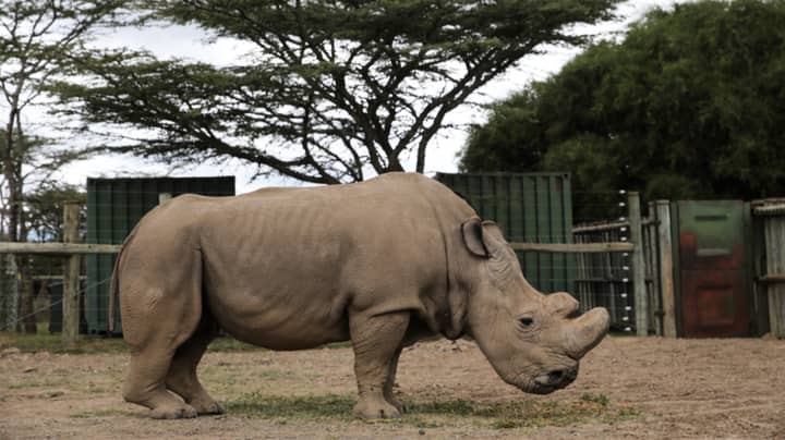 World's Last Male Northern White Rhino Honoured In Memorial Ceremony ...