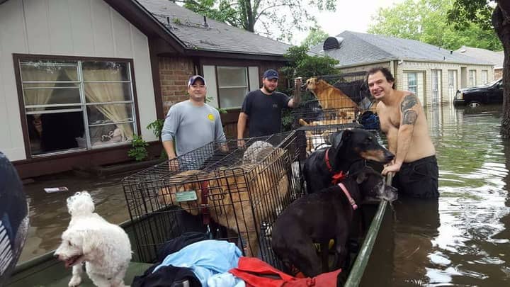 Rescuers Save More Than 20 Dogs From Flood Waters In Houston - LADbible