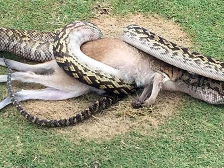 Crikey! A Snake Has Been Filmed Eating A Kangaroo - LADbible