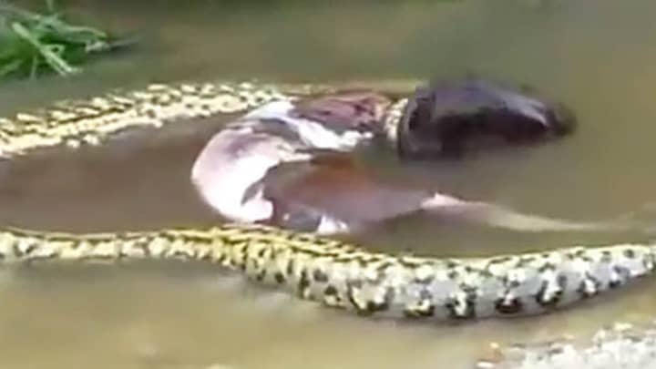 Giant Snake Filmed Throwing Up Whole Cow - LADbible