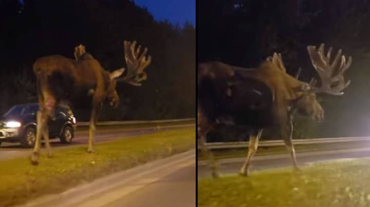 Giant Moose Caught Casually Strolling Along Middle Of Highway - LADbible