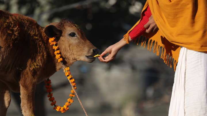 People In India Urged Not To Put Cow Poo On Them As Covid-19 Defence