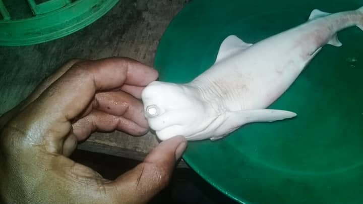 Fisherman Catch Albino Baby Shark With Just One Eye Ladbible