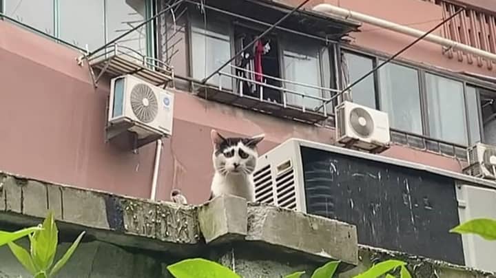 Permanently Sad Cat Becomes Internet Sensation Because Of Unique Facial Markings Ladbible