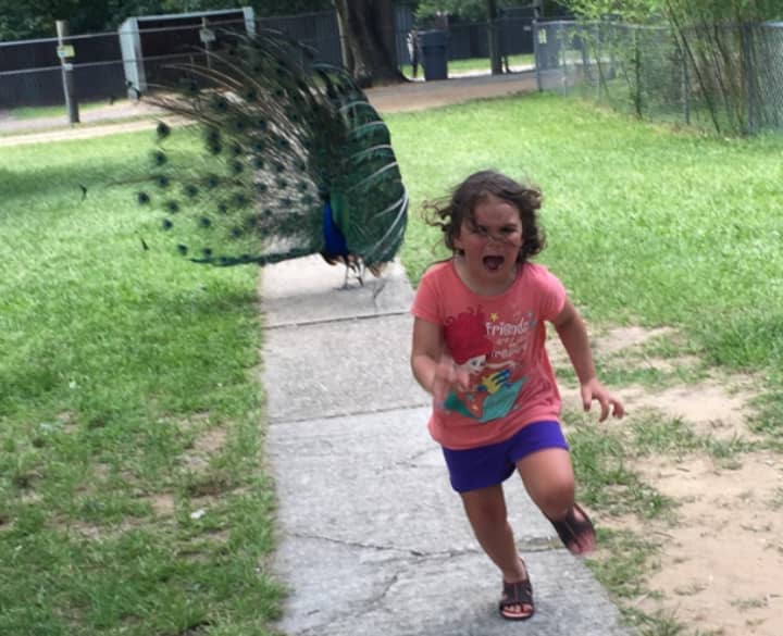 Girl Running Away From A Peacock Is The Perfect Photoshop Battle Ladbible