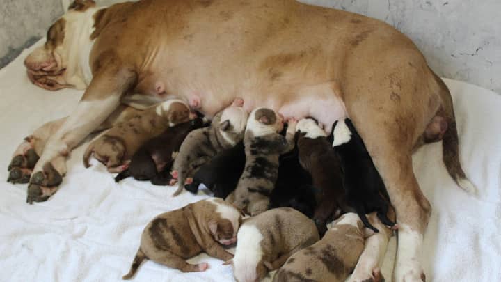 Bulldog Gives Birth To Whopping Litter Of 20 Puppies Ladbible