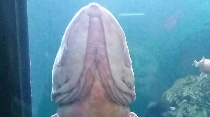 Picture of penis me the show Category:Uncircumcised human