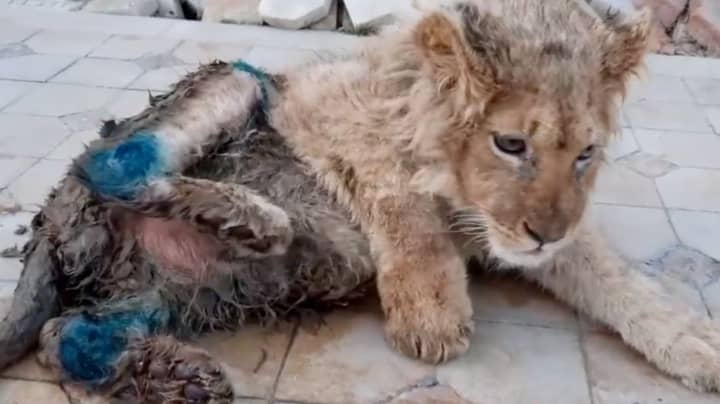 Download Lion Has Legs Deliberately Broken So It Can T Run Away From Tourists Ladbible