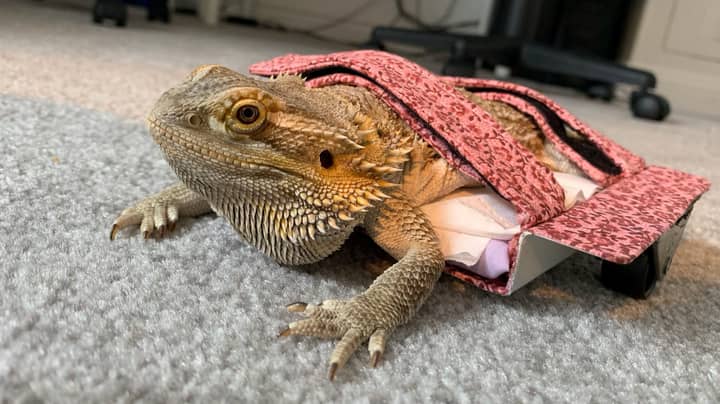 Paralysed Bearded Dragon Has New Lease Of Life With Custom Wheelchair Ladbible