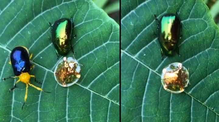 Mesmerising Golden Tortoise Beetle Looks Like The Golden Snitch Ladbible