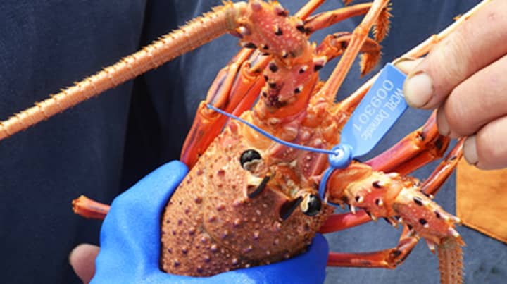 Woolworths And Coles Are Selling Whole Lobsters At Half Price Ahead Of Christmas Ladbible