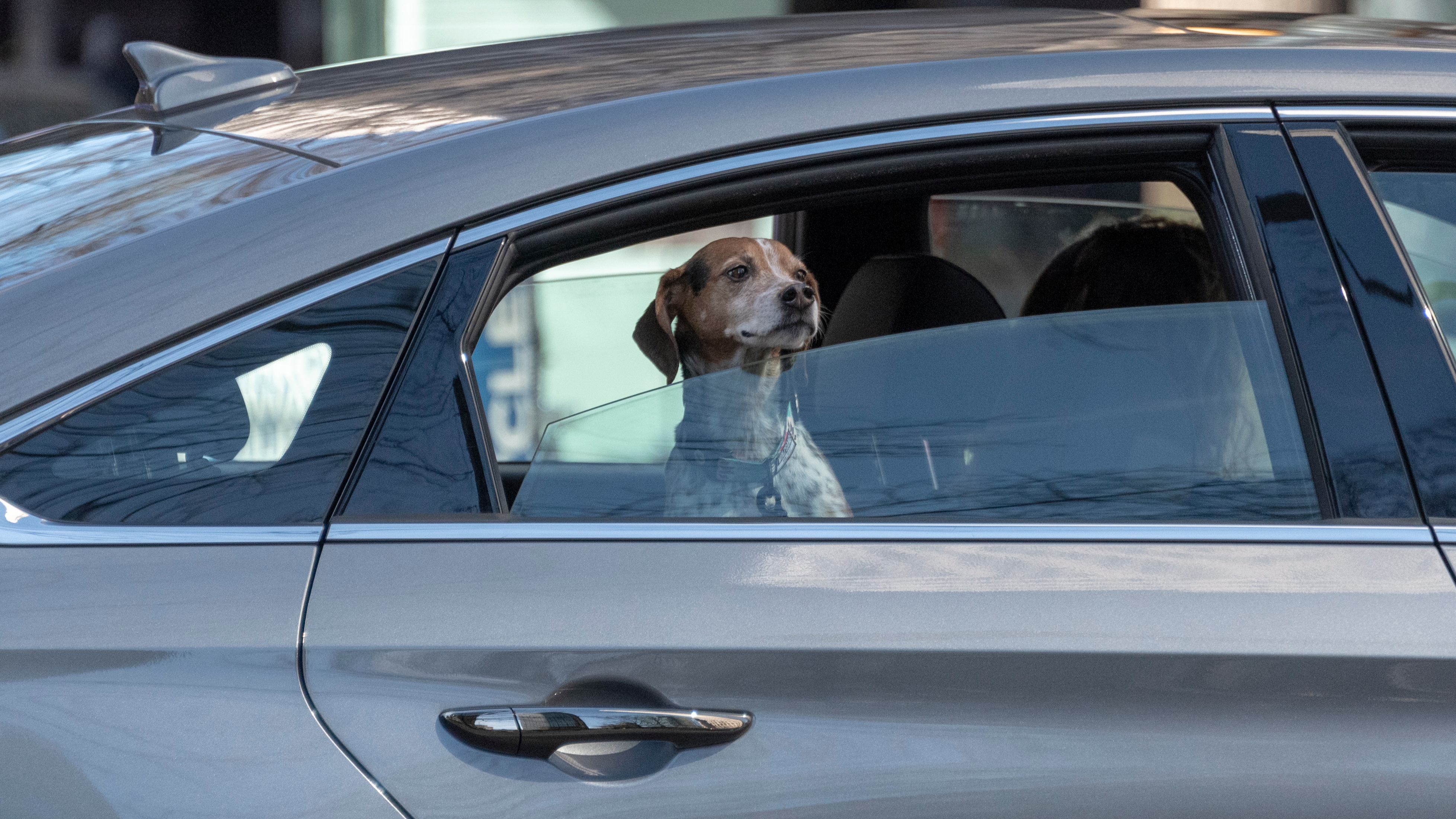 Uber Australia Will Finally Allow You To Bring Your Pet Along For 